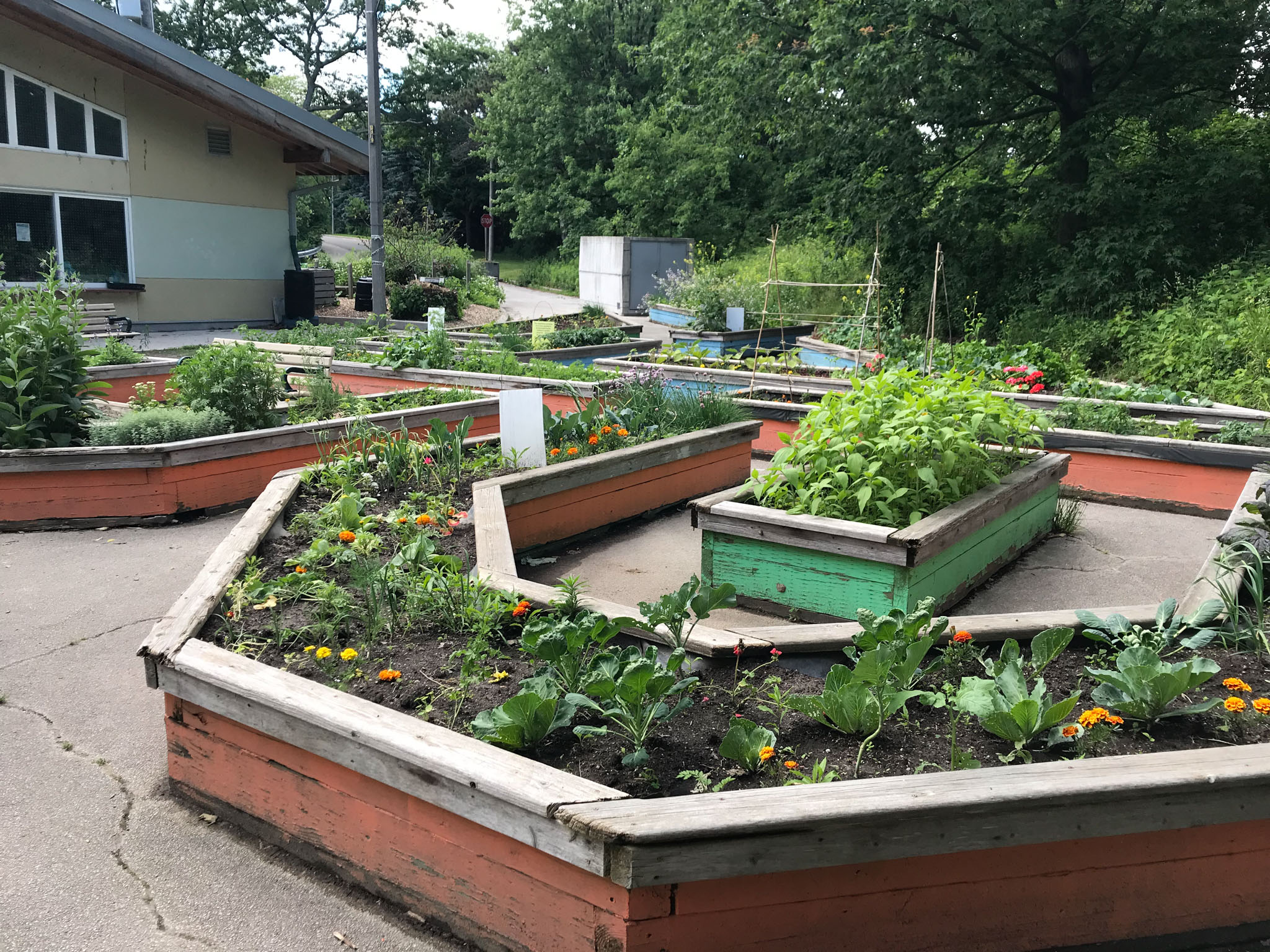 A childrens community garden